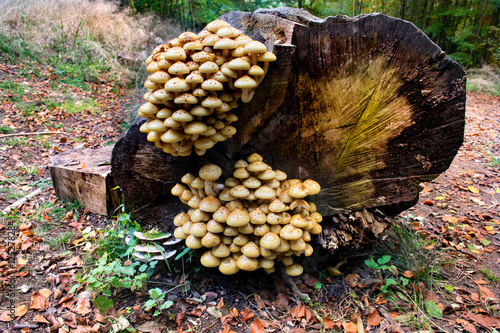 Mushrooms on Tree Wide