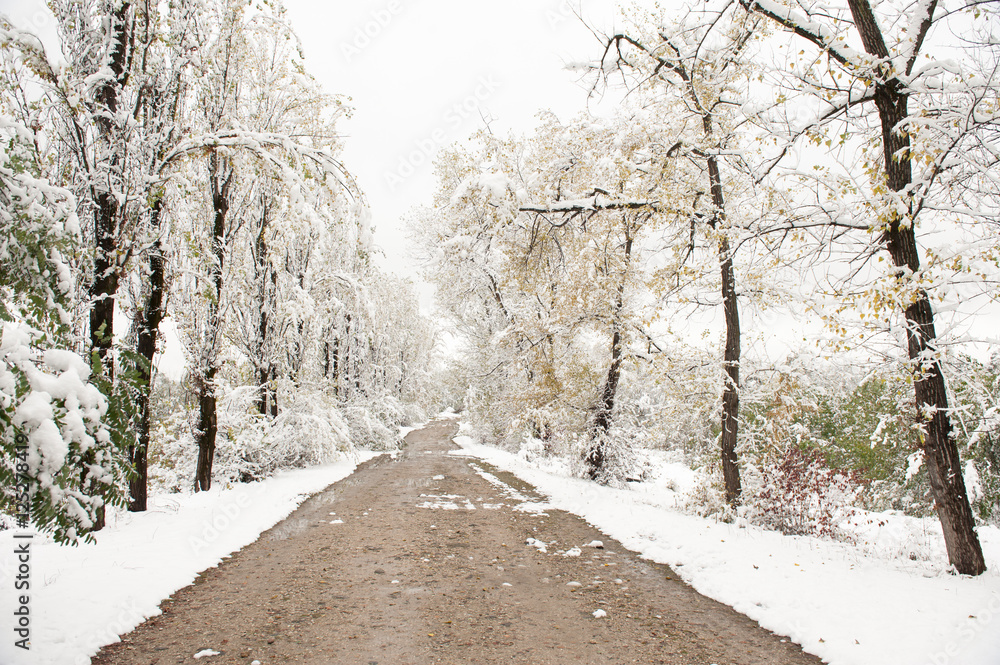 dirt road in a winter park dirt road in a winter park