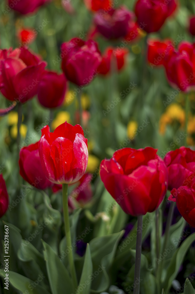 Tulip and many flower blossom in Floriade Canberra 2016 Tulip and many flower blossom in Floriade Canberra 2016