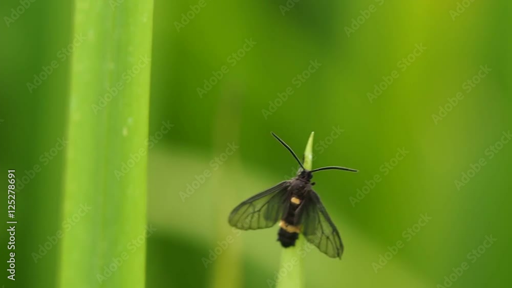 Little Insect on The Top of a Leaf Little Insect on The Top of a Leaf