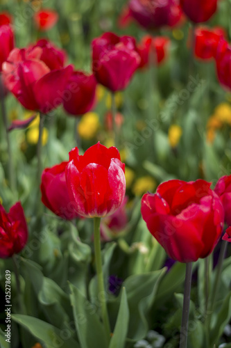 Tulip and many flower blossom in Floriade Canberra 2016