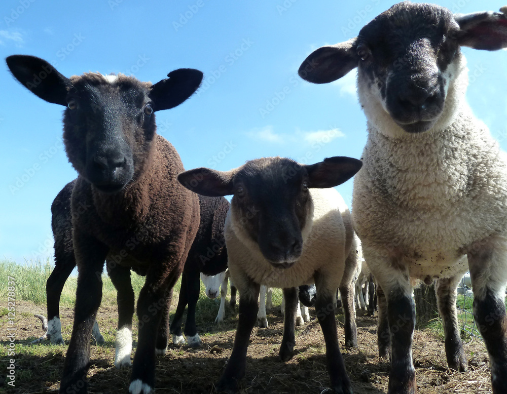 Drei Schafe auf der Hamburger Hallig