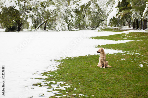 stray dog sitting on green grass in the park covered with snow photo