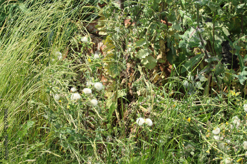 Extremely tall, overgrown, grass with faded thistle and other weeds with rusty wheelbarror in the middle of wild bush