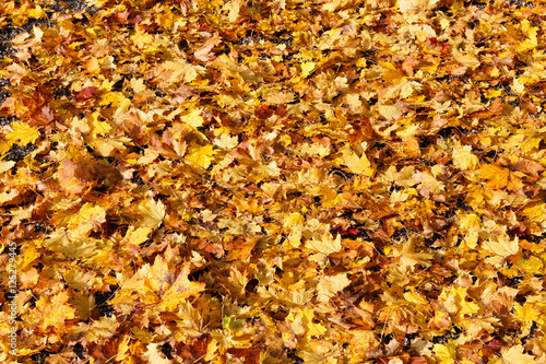 Ground covered with Yellow Leaves