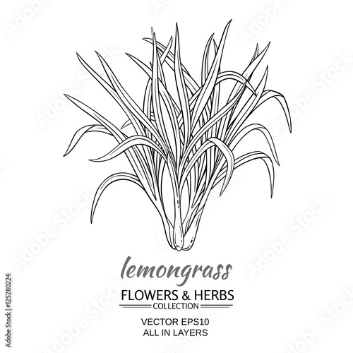lemongrass vector illustration