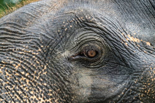 eye of elephant