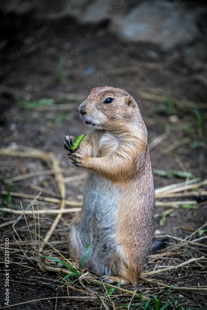Fototapeta premium Prairie dog in the zoo