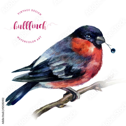 Leinwand Poster Watercolor Bullfinch on a branch.