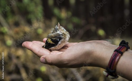 Young Bird Sparrow In Hand