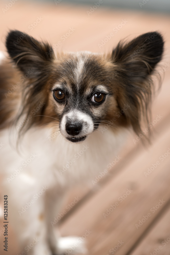 Papillon or Continental Toy Spaniel 5