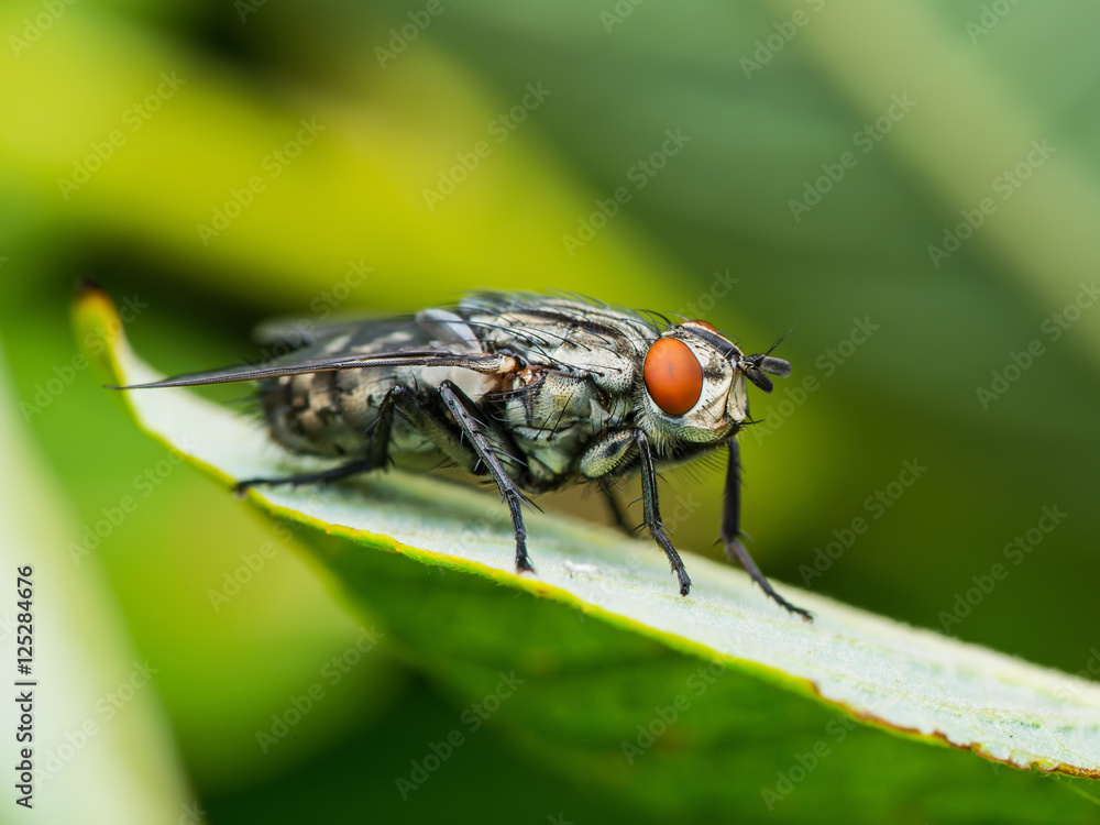 Meat Fly on Green Background Meat Fly on Green Background