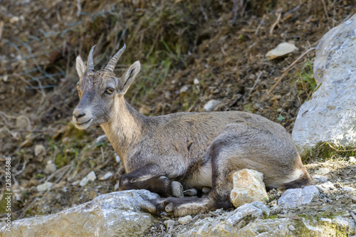 Young Alpine Ibex