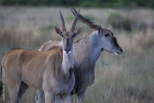 Fototapeta Naklejka Na Ścianę i Meble -  Eland, the largest living antelope