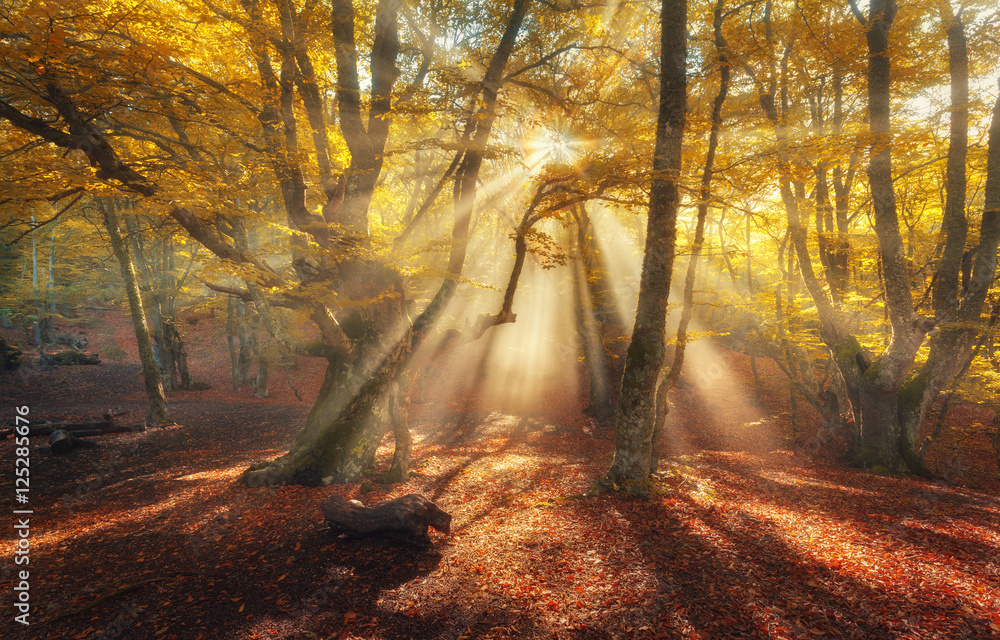 Autumn forest in fog with sun rays. Magical old trees at sunrise. Colorful landscape with foggy forest, yellow sunlight, orange foliage at sunrise. Fairy forest in autumn. Fall woods. Enchanted trees