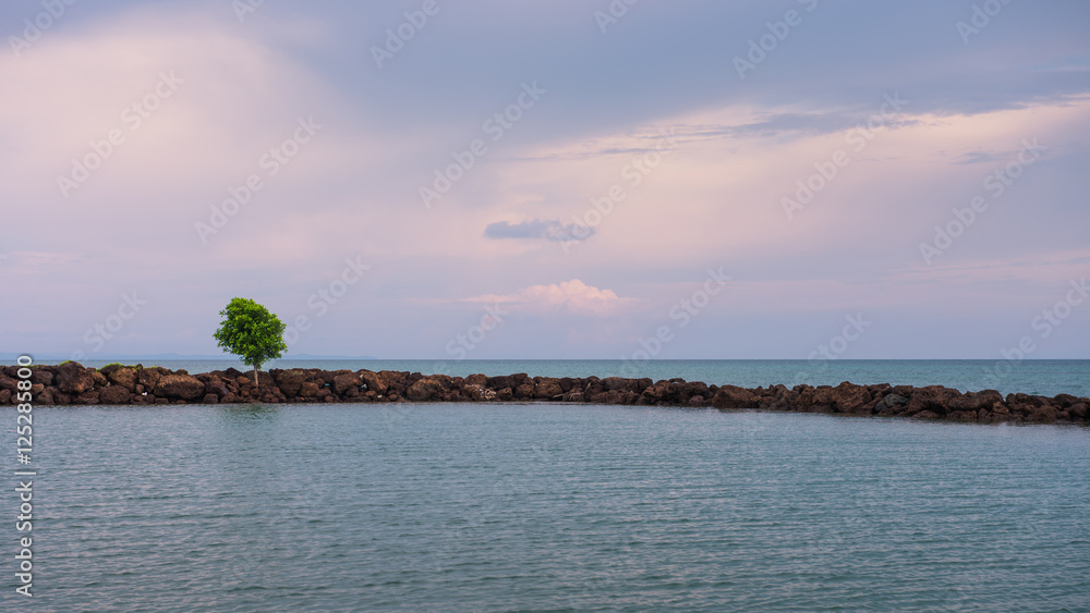 LIttle tree growing on stone with twilight light sky in summer . Island