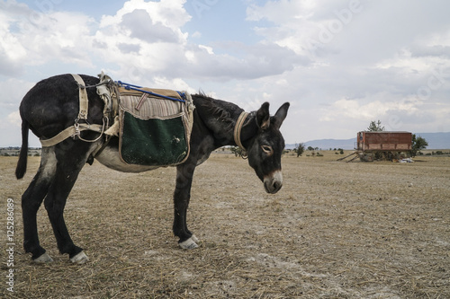 donkey standing in the countryside
