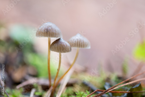 Landscape with mushrooms