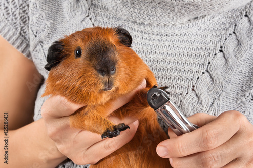 hands cutting claws of guinea pig with nail clipper