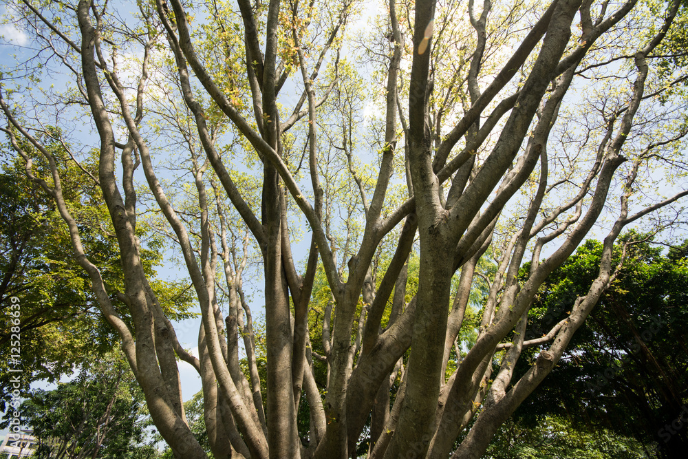 Fototapeta premium Shadows of big tree