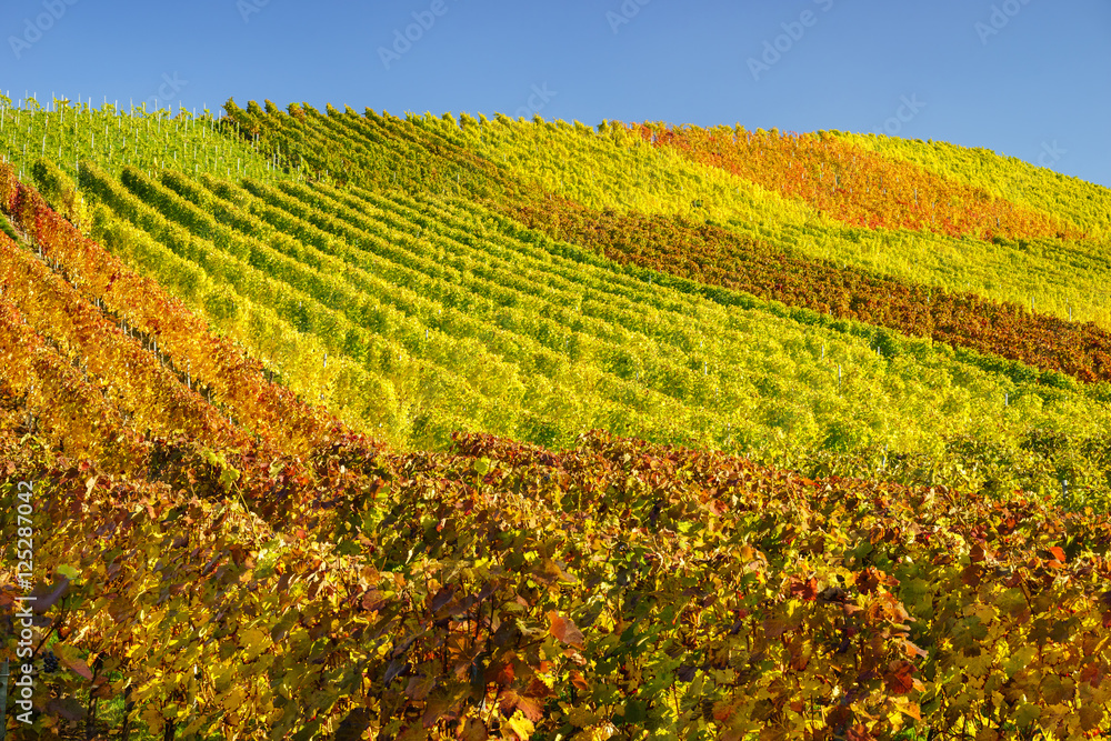 Herbstliches Laub im Weinberg