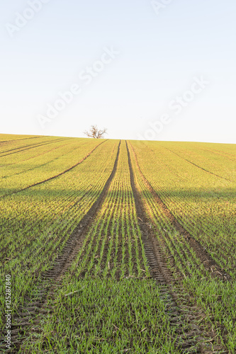 Feld in der Landwirtschaft als Bio nach der Ernte photo