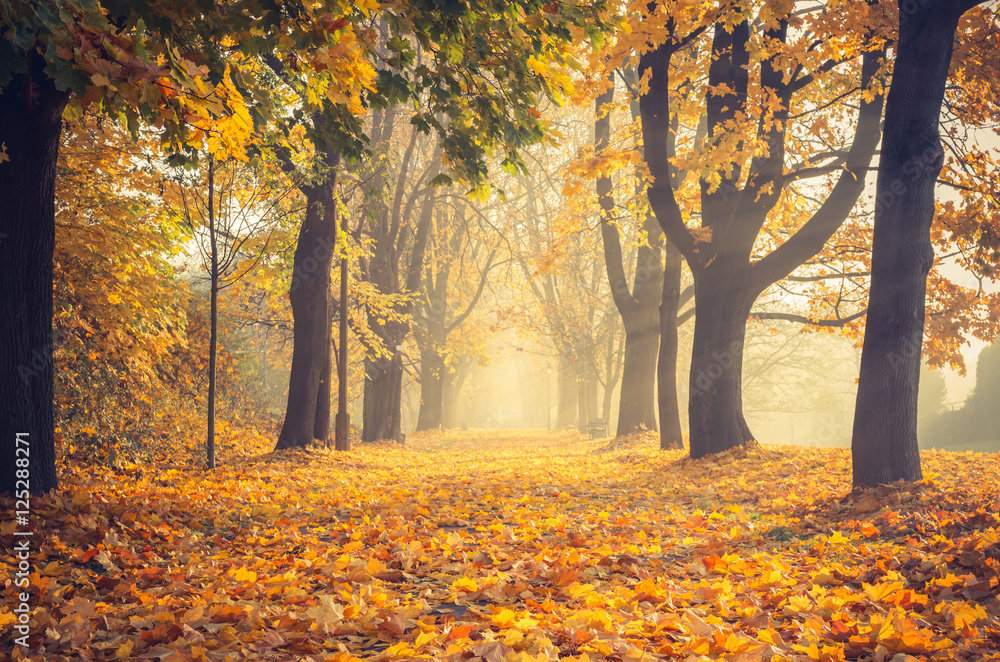 Autumn colorful tree alley in the park on a sunny day in Krakow, Poland