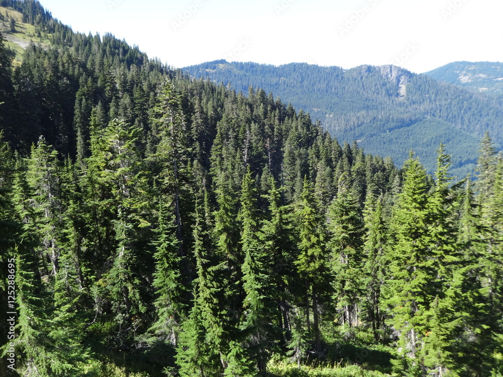 Mountain forest in the Pacific Northwest Mountain forest in the Pacific Northwest