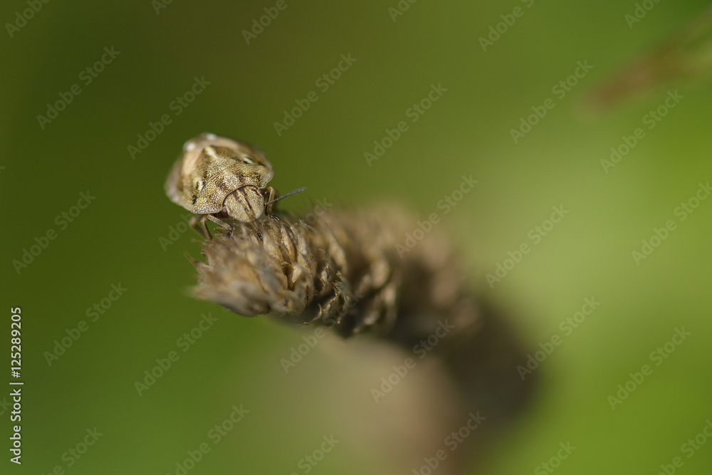 Spitzling (Aelia acuminata) Spitzling (Aelia acuminata)