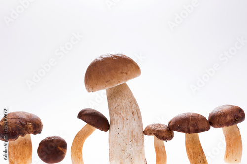 Group of mushroom, isolated on white background