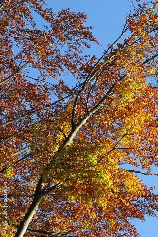 Fototapeta premium Beech forest in fall, Buchenwald im Herbst