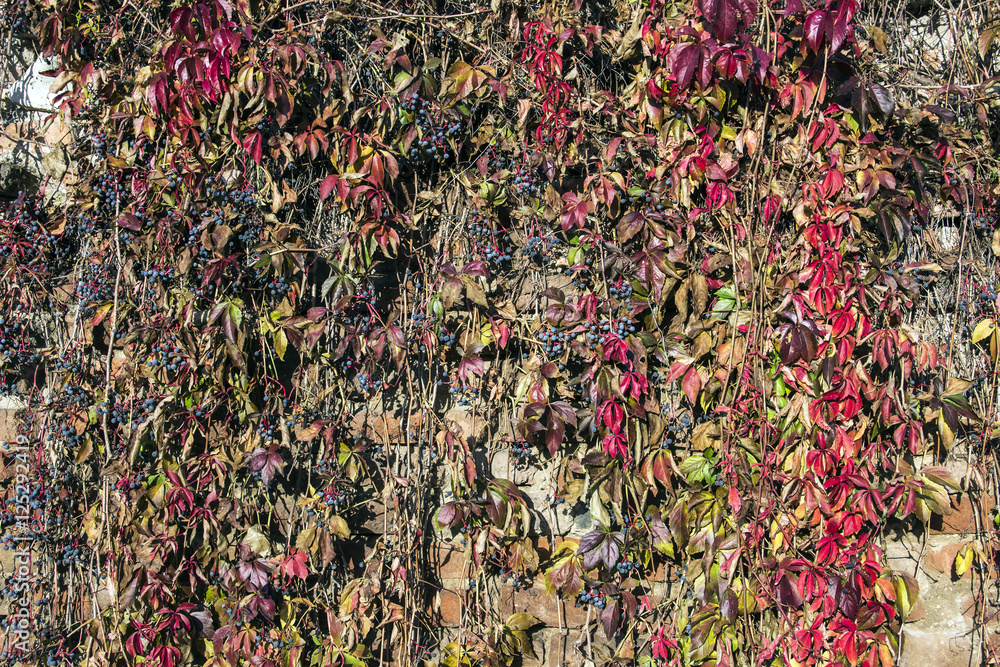 Old sustaining brick wall covered with creeper vines
