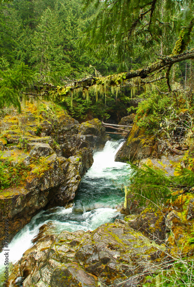 Little stream through the primeval forest (little qualicum falls provincial park)
