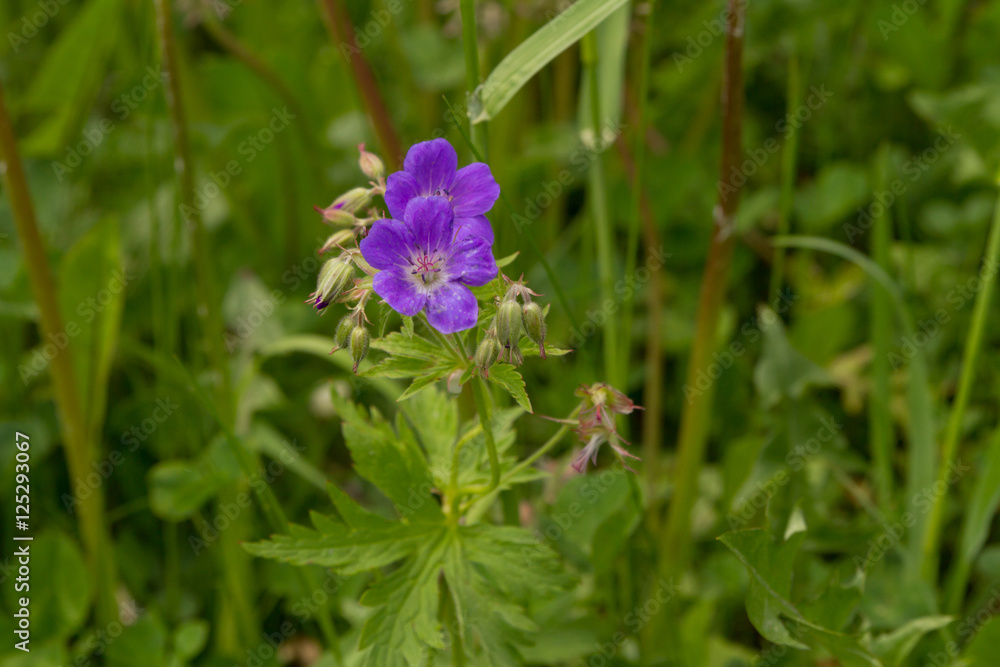 Storchenschnabel Alpen Flower