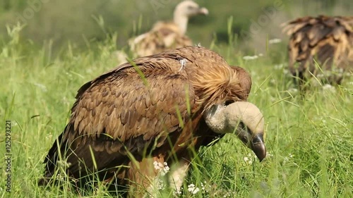 Geier in Nordspanien