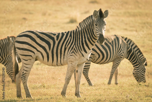 Herd of Zebras grazing in the bush. Wildlife Safari in the Kruger National Park, major travel destination in South Africa. Toned image, vintage old retro style. © fabio lamanna