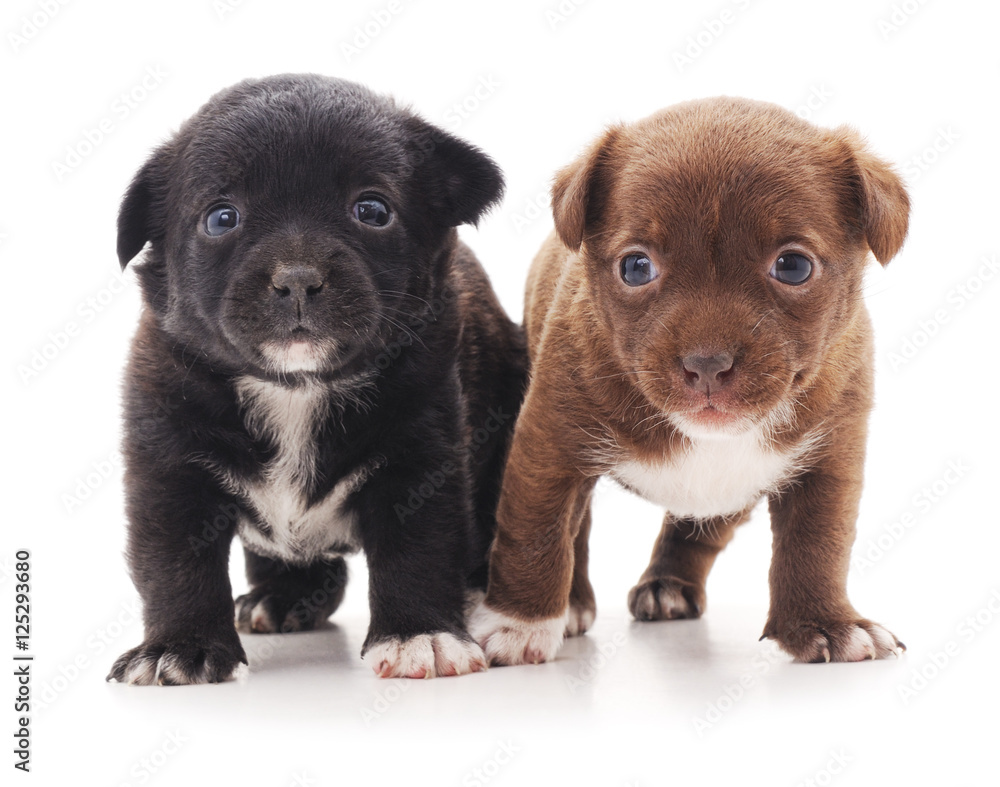 Obraz premium Two puppies.