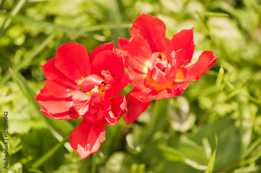Zwei leuchtend rote Tulpenblüten vor knackig grünem Hintergrund Zwei leuchtend rote Tulpenblüten vor knackig grünem Hintergrund