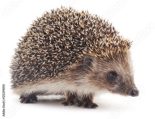 Foto Small hedgehog.