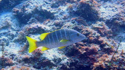 Swimming snapper at Curacao