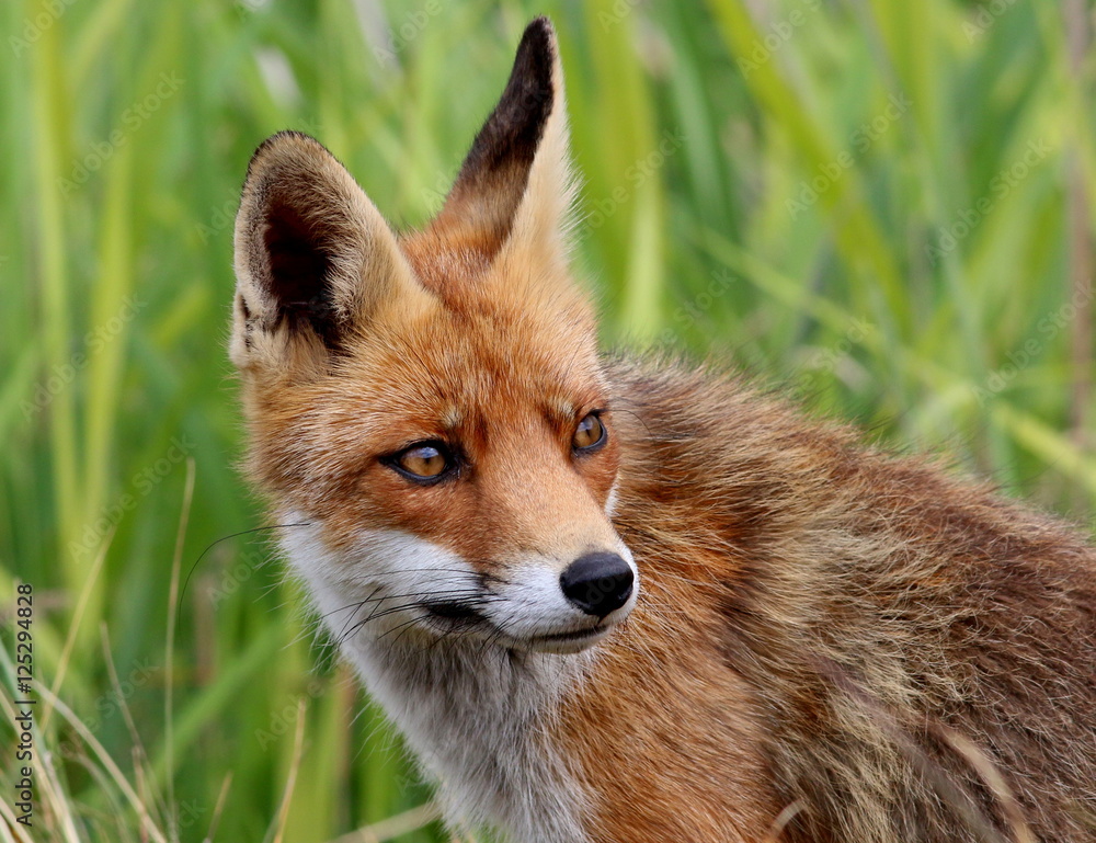 Fototapeta premium Juvenile male European Red fox (Vulpes vulpes) portrait