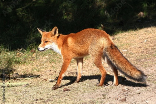 European Red fox (Vulpes vulpes) on the prowl.