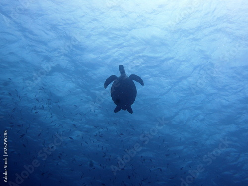 Silhouette of a swimming turtle st curacao