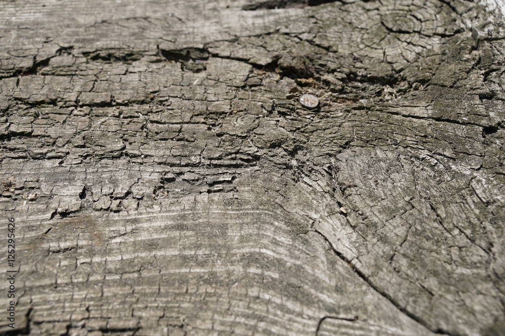 Structure of an old tree Structure of an old tree
