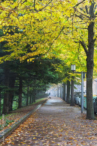 Autumn alley.