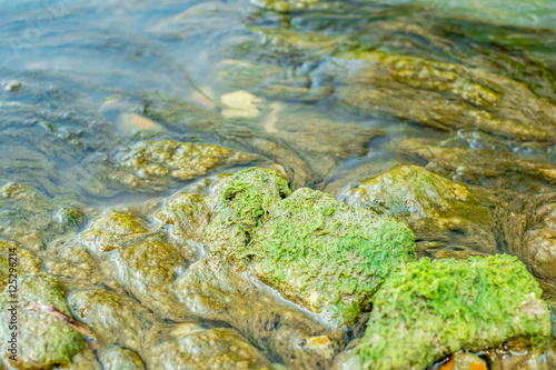 Fototapeta Naklejka Na Ścianę i Meble -  Green algae under water drawn by stream