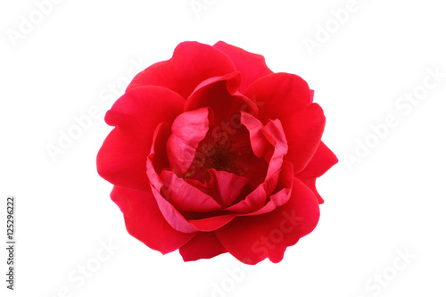 Fototapeta Naklejka Na Ścianę i Meble -  Red tea rose isolated on white background