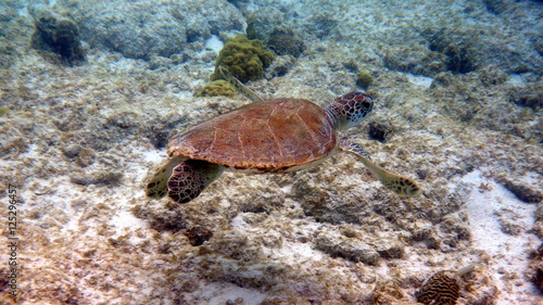 Swimming juvenile sea turtle in bonaire