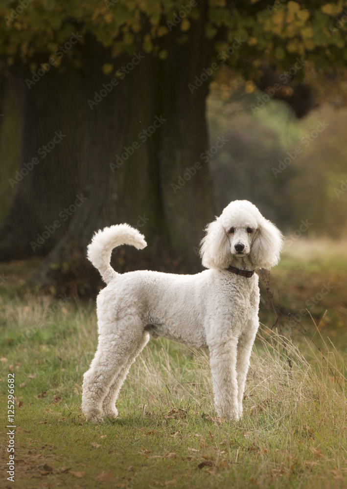 poodle