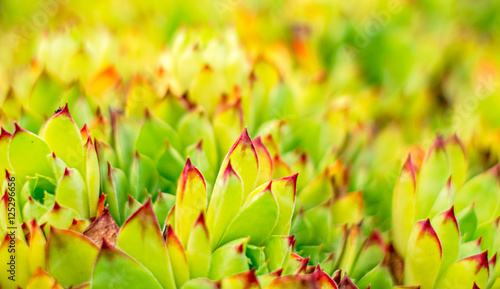 Photos Green leaves with red peaks close up view